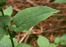 leaf  : nom scientifique : Doronicum austriacum Jacq. , Doronicum , Asteraceae 