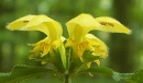 flower  : nom scientifique : Lamiastrum galeobdolon (L.) Ehrend. & Polatschek , Lamiastrum , Lamiaceae 