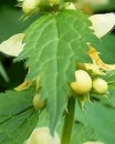 leaf  : nom scientifique : Lamiastrum galeobdolon (L.) Ehrend. & Polatschek , Lamiastrum , Lamiaceae 