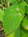 leaf : nom scientifique : Teucrium scorodonia L. , Teucrium , Lamiaceae