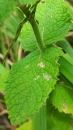 stemleaf : nom scientifique : Teucrium scorodonia L. , Teucrium , Lamiaceae