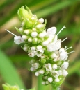 flower : nom scientifique : Teucrium scorodonia L. , Teucrium , Lamiaceae