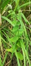 whole : nom scientifique : Teucrium scorodonia L. , Teucrium , Lamiaceae