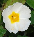 flower  : nom scientifique : Cistus salviifolius L. , Cistus , Cistaceae 