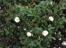 whole  : nom scientifique : Cistus salviifolius L. , Cistus , Cistaceae 