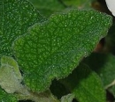 leaf  : nom scientifique : Cistus salviifolius L. , Cistus , Cistaceae 