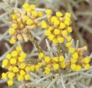 flower  : nom scientifique : Helichrysum italicum G. Don f. , Helichrysum , Asteraceae 