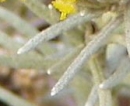 leaf  : nom scientifique : Helichrysum italicum G. Don f. , Helichrysum , Asteraceae 