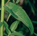 leaf  : nom scientifique : Euphorbia verrucosa L. , Euphorbia , Euphorbiaceae 