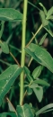 stemleaf  : nom scientifique : Euphorbia verrucosa L. , Euphorbia , Euphorbiaceae 