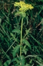 whole  : nom scientifique : Euphorbia verrucosa L. , Euphorbia , Euphorbiaceae 