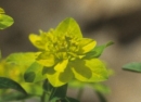 flower  : nom scientifique : Euphorbia verrucosa L. , Euphorbia , Euphorbiaceae 