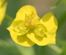 flower  : nom scientifique : Euphorbia cyparissias L. , Euphorbia , Euphorbiaceae 