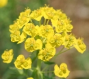 flower  : nom scientifique : Euphorbia cyparissias L. , Euphorbia , Euphorbiaceae 