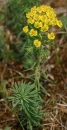 whole  : nom scientifique : Euphorbia cyparissias L. , Euphorbia , Euphorbiaceae 