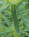 leaf  : nom scientifique : Euphorbia cyparissias L. , Euphorbia , Euphorbiaceae 