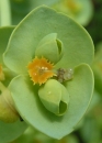 flower  : nom scientifique : Euphorbia paralias L. , Euphorbia , Euphorbiaceae 