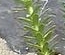 stemleaf  : nom scientifique : Euphorbia paralias L. , Euphorbia , Euphorbiaceae 