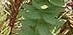 leaf  : nom scientifique : Euphorbia paralias L. , Euphorbia , Euphorbiaceae 