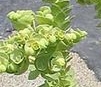 flower  : nom scientifique : Euphorbia paralias L. , Euphorbia , Euphorbiaceae 