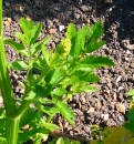 leaf  : nom scientifique : Pastinaca sativa L. , Pastinaca , Apiaceae 