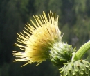 flower  : nom scientifique : Cirsium erisithales Scop. , Cirsium , Asteraceae 