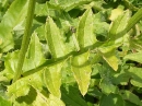 stemleaf  : nom scientifique : Cirsium erisithales Scop. , Cirsium , Asteraceae 