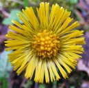 flower  : nom scientifique : Tussilago farfara L. , Tussilago , Asteraceae 