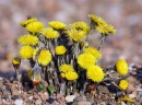 whole  : nom scientifique : Tussilago farfara L. , Tussilago , Asteraceae 