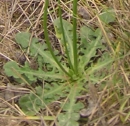 stemleaf  : nom scientifique : Leontodon autumnalis L. , Leontodon , Asteraceae 