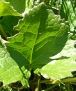 leaf  : nom scientifique : Ligularia sibirica (L.) Cass. , Ligularia , Asteraceae 