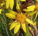 flower  : nom scientifique : Ligularia sibirica (L.) Cass. , Ligularia , Asteraceae 