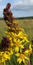 flower  : nom scientifique : Ligularia sibirica (L.) Cass. , Ligularia , Asteraceae 