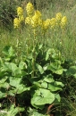 whole  : nom scientifique : Ligularia sibirica (L.) Cass. , Ligularia , Asteraceae 