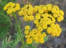 flower  : nom scientifique : Tanacetum vulgare L. , Tanacetum , Asteraceae 