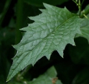 leaf  : nom scientifique : Lapsana communis L. , Lapsana , Asteraceae 