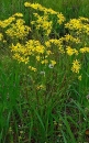 whole  : nom scientifique : Senecio jacobaea L. , Senecio , Asteraceae 