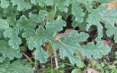 leaf  : nom scientifique : Senecio jacobaea L. , Senecio , Asteraceae 