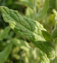 leaf  : nom scientifique : Pulicaria dysenterica Bernh. , Pulicaria , Asteraceae 