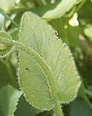 leaf  : nom scientifique : Doronicum pardalianches L. , Doronicum , Asteraceae 
