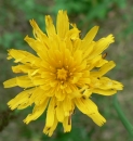 flower  : nom scientifique : Leontodon hispidus L. , Leontodon , Asteraceae 