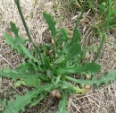 stemleaf  : nom scientifique : Leontodon hispidus L. , Leontodon , Asteraceae 