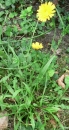 whole : nom scientifique : Leontodon autumnalis L. , Leontodon , Asteraceae