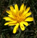 flower  : nom scientifique : Scorzonera humilis L. , Scorzonera , Asteraceae 