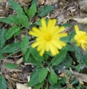 whole : nom scientifique : Hieracium murorum L. , Hieracium , Asteraceae