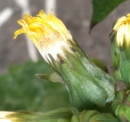 flower  : nom scientifique : Sonchus oleraceus L. , Sonchus , Asteraceae 