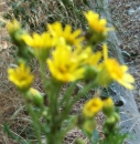 flower  : nom scientifique : Senecio squalidus L. , Senecio , Asteraceae 