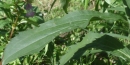 leaf : nom scientifique : Solidago canadensis L. , Solidago , Asteraceae