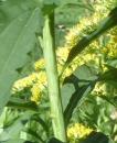 stemleaf : nom scientifique : Solidago canadensis L. , Solidago , Asteraceae