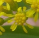 flower : nom scientifique : Solidago canadensis L. , Solidago , Asteraceae